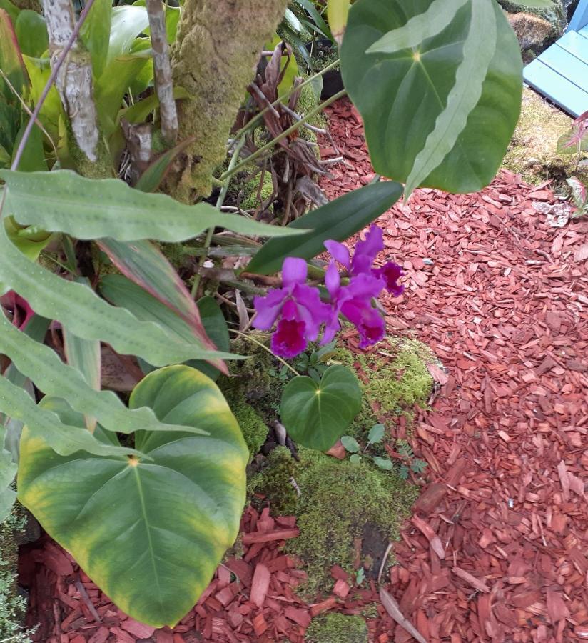 Anthurium Hale Hilo Exterior foto